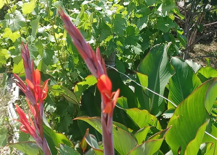 Padulina Au Bord De La Avec Piscine Vila Galeria (Corsica)