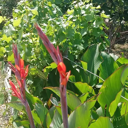 Padulina Au Bord De La Avec Piscine Villa Galeria (Corsica)